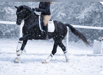 KWPN, Castrone, 6 Anni, 162 cm, Morello