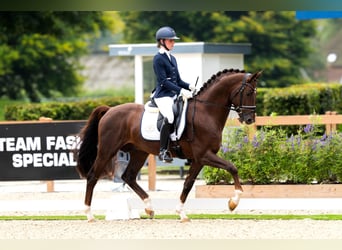 KWPN, Castrone, 6 Anni, 165 cm, Baio