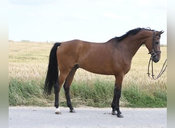 KWPN, Castrone, 6 Anni, 165 cm, Baio
