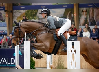 KWPN, Castrone, 6 Anni, 165 cm