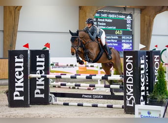 KWPN, Castrone, 6 Anni, 165 cm