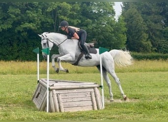 KWPN, Castrone, 6 Anni, 165 cm, Grigio