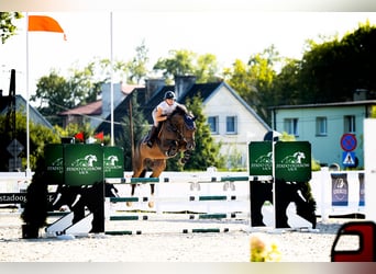 KWPN, Castrone, 6 Anni, 166 cm, Baio scuro