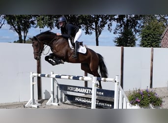 KWPN, Castrone, 6 Anni, 167 cm, Baio