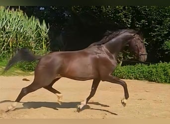 KWPN, Castrone, 6 Anni, 167 cm, Baio nero