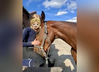 KWPN, Castrone, 6 Anni, 167 cm