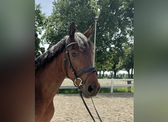 KWPN, Castrone, 6 Anni, 167 cm
