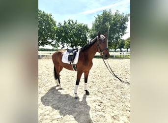 KWPN, Castrone, 6 Anni, 167 cm