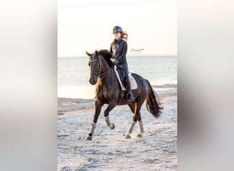 KWPN, Castrone, 6 Anni, 167 cm, Morello