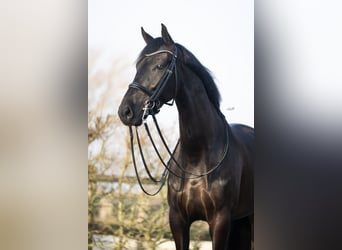 KWPN, Castrone, 6 Anni, 167 cm, Morello