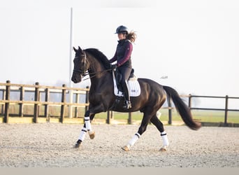 KWPN, Castrone, 6 Anni, 167 cm, Morello