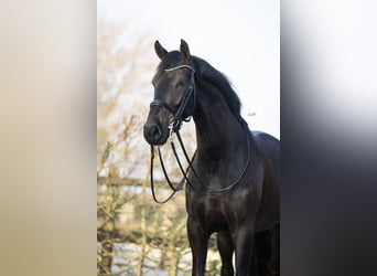 KWPN, Castrone, 6 Anni, 167 cm, Morello