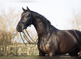 KWPN, Castrone, 6 Anni, 167 cm, Morello