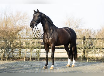 KWPN, Castrone, 6 Anni, 167 cm, Morello