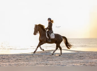 KWPN, Castrone, 6 Anni, 167 cm, Morello