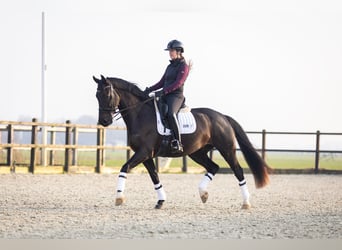 KWPN, Castrone, 6 Anni, 167 cm, Morello