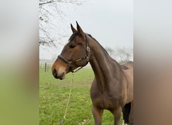 KWPN, Castrone, 6 Anni, 168 cm, Baio