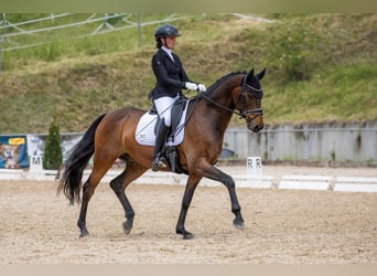 KWPN, Castrone, 6 Anni, 168 cm, Baio