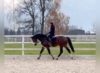 KWPN, Castrone, 6 Anni, 168 cm, Baio