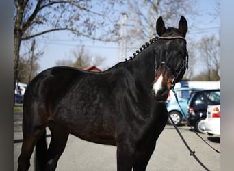 KWPN, Castrone, 6 Anni, 168 cm, Baio scuro