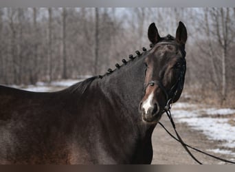 KWPN, Castrone, 6 Anni, 168 cm, Baio scuro