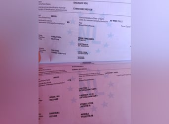 KWPN, Castrone, 6 Anni, 168 cm, Baio scuro