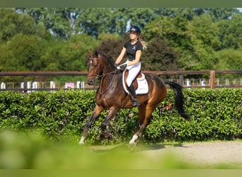 KWPN, Castrone, 6 Anni, 168 cm, Baio scuro