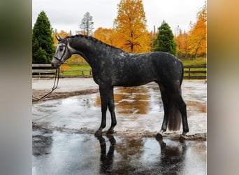 KWPN, Castrone, 6 Anni, 168 cm, Grigio