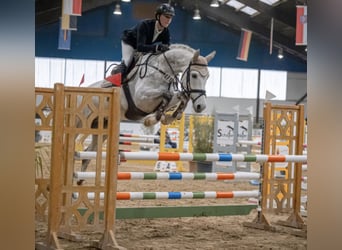 KWPN, Castrone, 6 Anni, 168 cm, Grigio