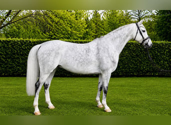 KWPN, Castrone, 6 Anni, 168 cm, Grigio