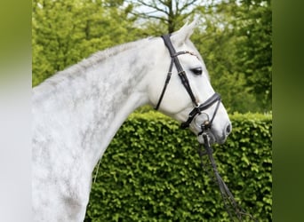 KWPN, Castrone, 6 Anni, 168 cm, Grigio