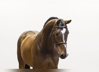 KWPN, Castrone, 6 Anni, 169 cm, Baio