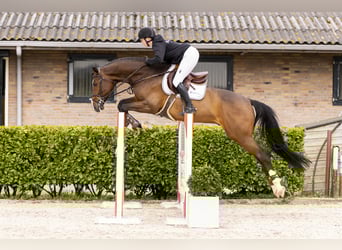 KWPN, Castrone, 6 Anni, 169 cm, Baio