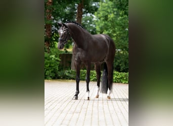 KWPN, Castrone, 6 Anni, 169 cm, Baio nero