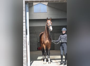 KWPN, Castrone, 6 Anni, 170 cm, Baio