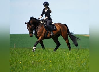 KWPN, Castrone, 6 Anni, 170 cm, Baio