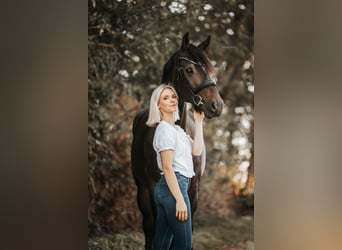 KWPN, Castrone, 6 Anni, 170 cm, Baio nero
