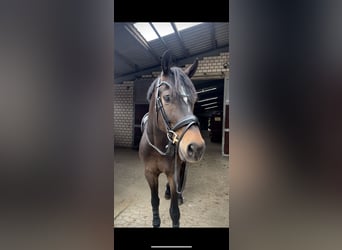 KWPN, Castrone, 6 Anni, 170 cm, Baio nero