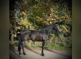 KWPN, Castrone, 6 Anni, 170 cm, Baio nero