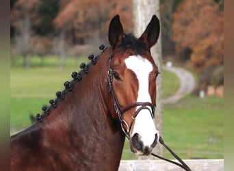 KWPN, Castrone, 6 Anni, 170 cm, Baio scuro