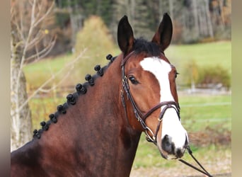 KWPN, Castrone, 6 Anni, 170 cm, Baio scuro
