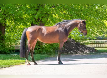 KWPN, Castrone, 6 Anni, 170 cm