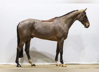 KWPN, Castrone, 6 Anni, 170 cm