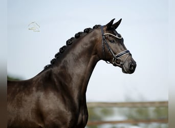 KWPN, Castrone, 6 Anni, 170 cm, Morello