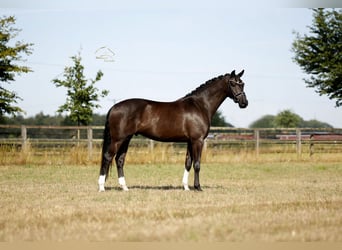 KWPN, Castrone, 6 Anni, 170 cm, Morello