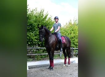 KWPN, Castrone, 6 Anni, 170 cm, Morello