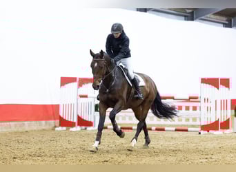 KWPN, Castrone, 6 Anni, 171 cm, Baio