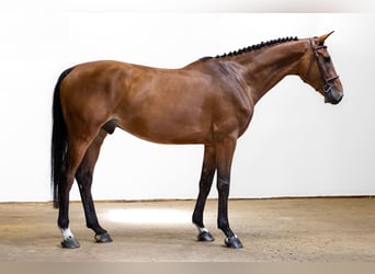 KWPN, Castrone, 6 Anni, 171 cm, Baio