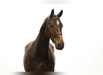 KWPN, Castrone, 6 Anni, 171 cm, Baio