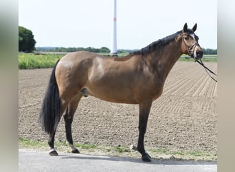 KWPN, Castrone, 6 Anni, 171 cm, Baio scuro